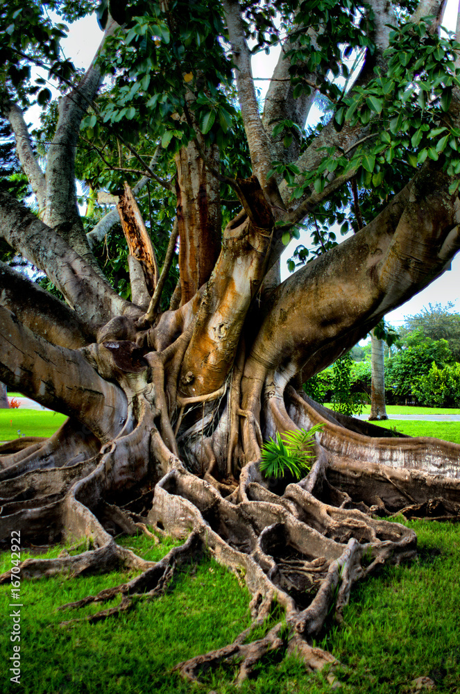 Fototapeta premium Exotic tree with roots.