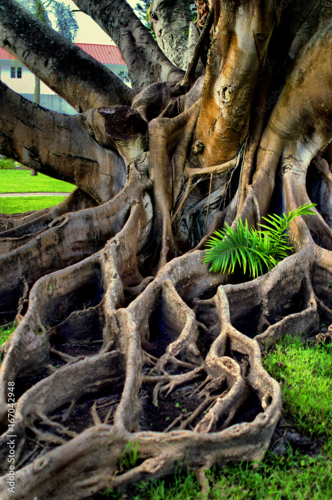 Exotic tree roots. Exotic tree roots.