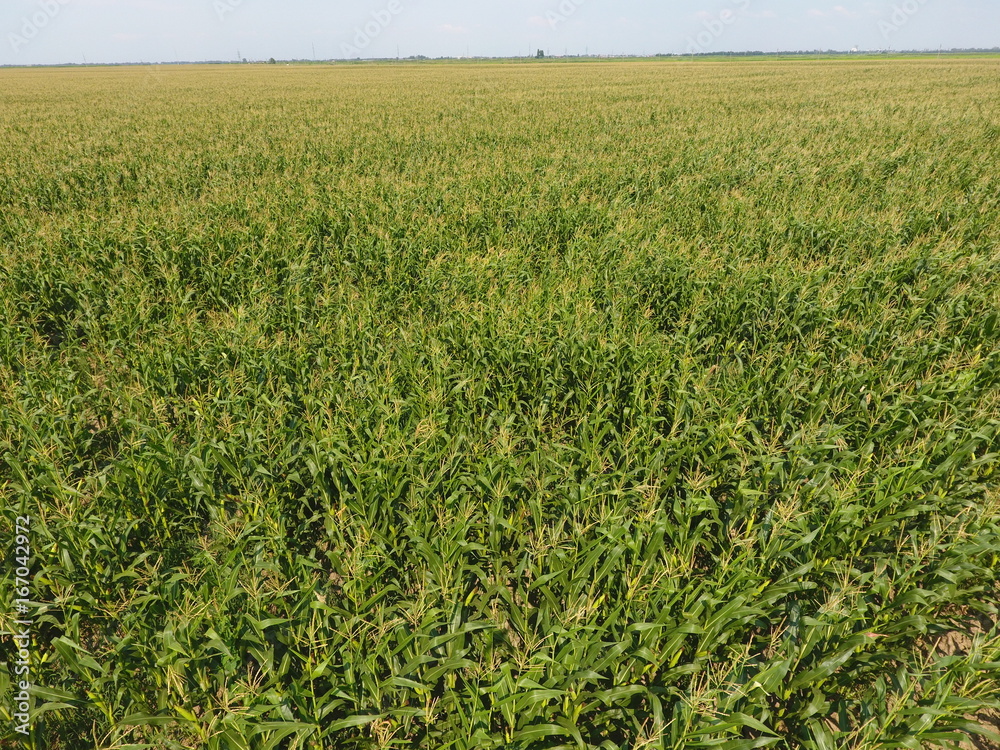 Field of corn. Green corn blooms on the field. Period of growth and ripening of corn cobs. Field of corn. Green corn blooms on the field. Period of growth and ripening of corn cobs.