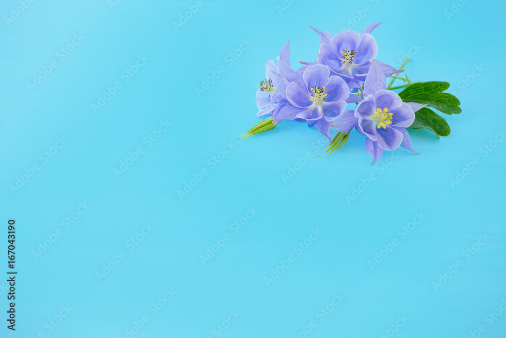 Obraz premium The flowers of Aquilegia on light blue background. Four purple flower on a pure blue background. Suitable for any design, plenty of space for text.