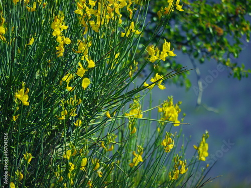 Ginster Provence photo