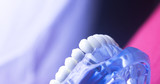 Dentists dental tooth model