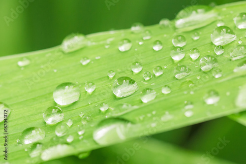 Water drops on green leaf close up.