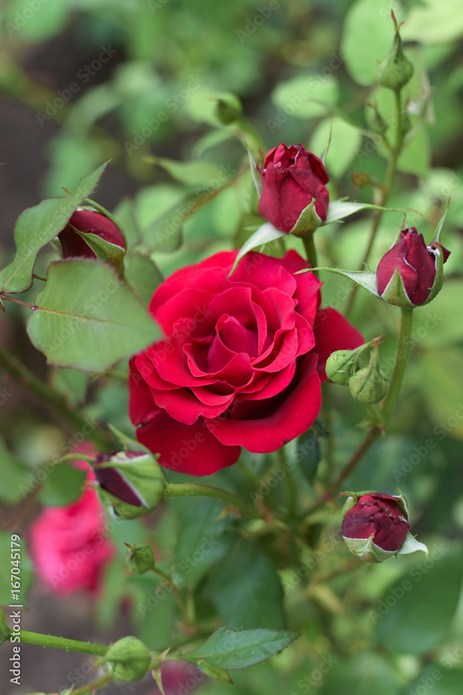 Red rose in the flower bed in the park.