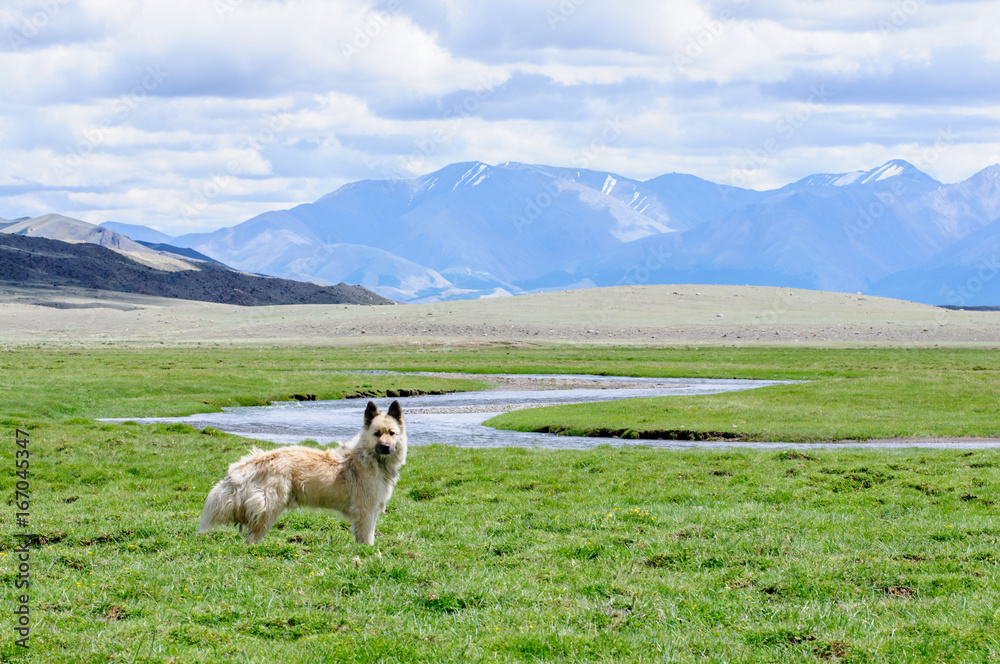 Alert dog on guard in rural region in Altai