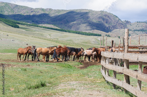 A small herd of horses in corral in Altai rural region photo