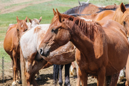 A small herd of horses in corral in Altai rural region