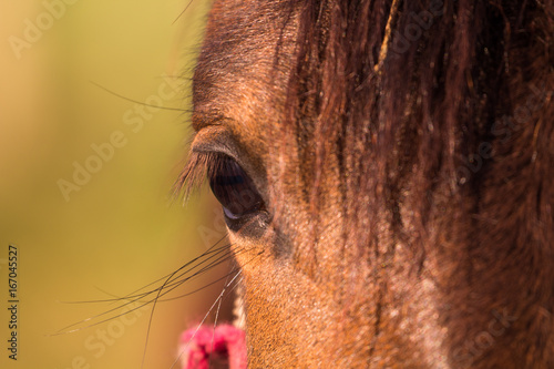 Olhar de cavalo photo