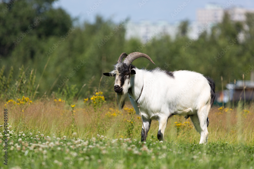Fototapeta premium goat on meadow