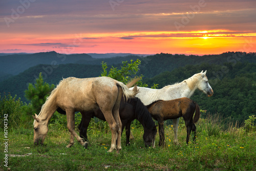 Fototapeta konie free range i sceniczny zachód słońca, kentucky