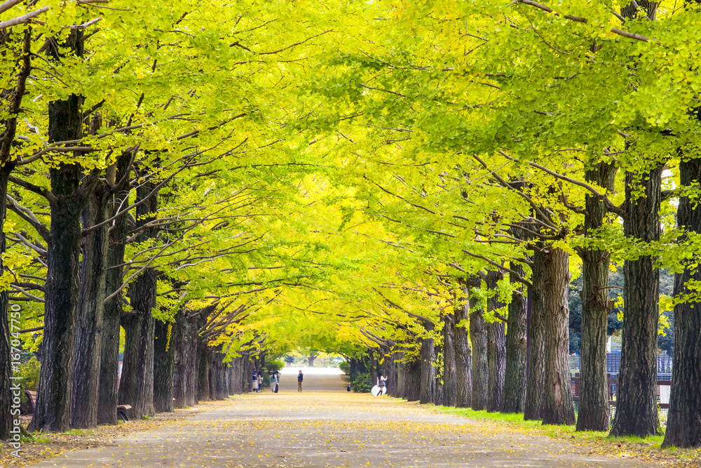 Obraz premium The street nearby Meiji Jingu Gaien that has beautiful Ginkgo along the lenght of the street
