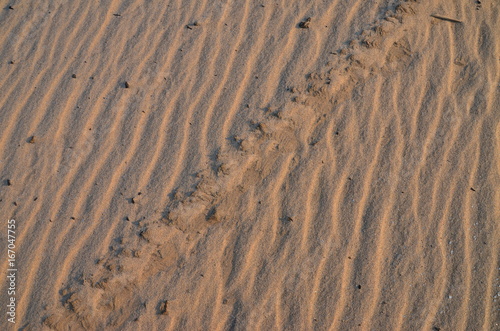 The sand on the Zambezi river. Zimbabwe.