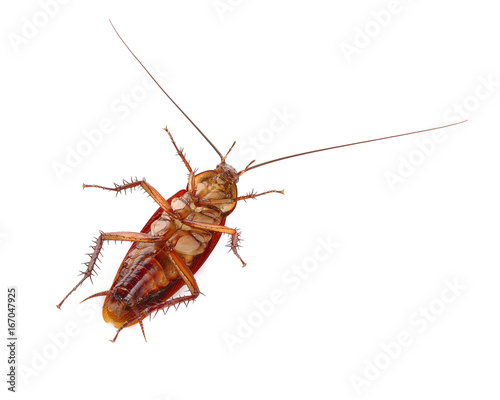 Cockroach isolated on a white background