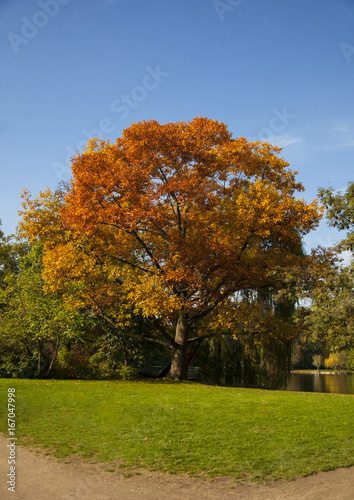 autumn tree with colored leaves