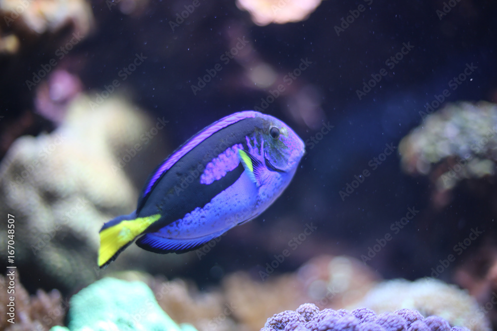 Blue Tang Fish in an Aquarium with Coral Blue Tang Fish in an Aquarium with Coral