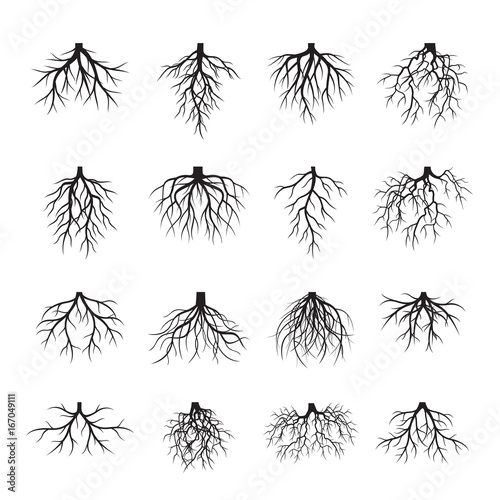 Set of Black Roots. Vector Illustration. © topor