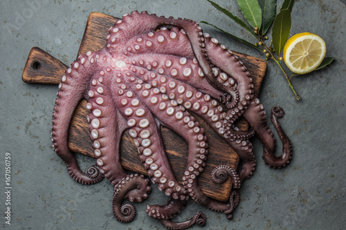 Seafood octopus. Whole fresh raw octopus on wooden board with lemon and laurel, gray slate background, top view