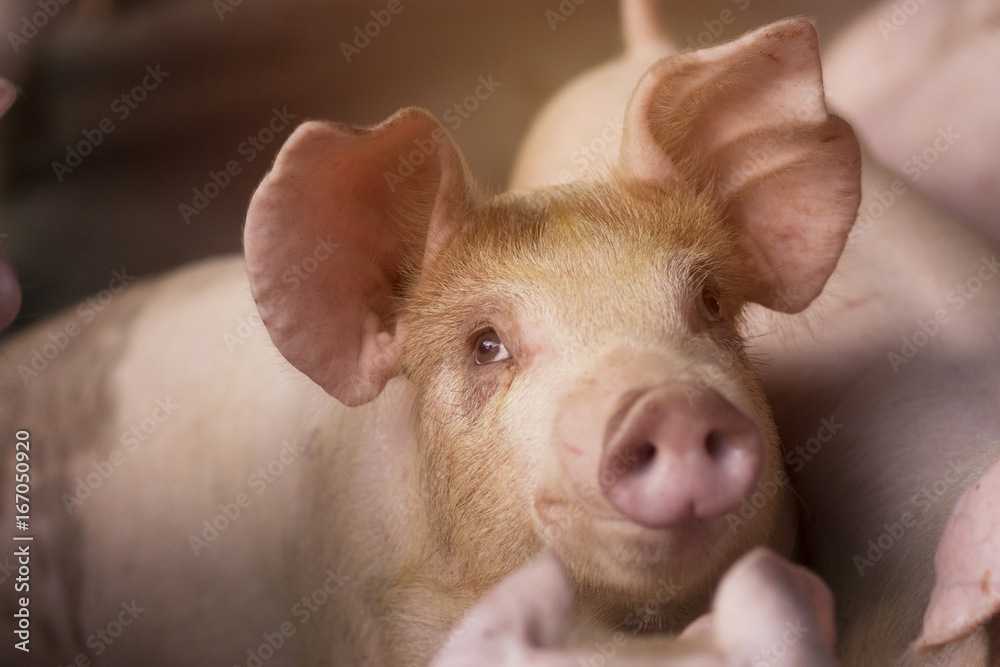 Fototapeta premium Small piglet waiting feed in the farm. Pig indoor on a farm yard in Thailand. swine in the stall. Close up eyes and blur. Portrait piggy.