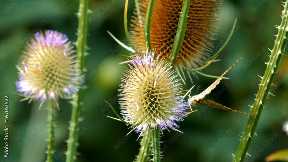 Kaisermantel Butterly - Argynnis Paphia - Closeup- Graded version, native version also available