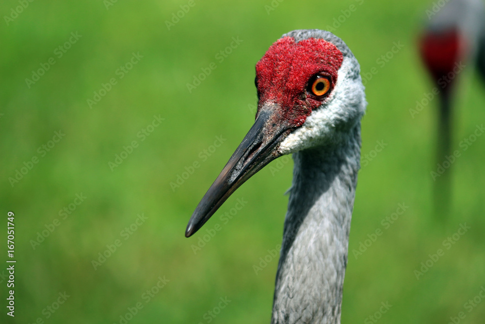 Portrait of a Beautiful Red Headed Sandhill Crane 
