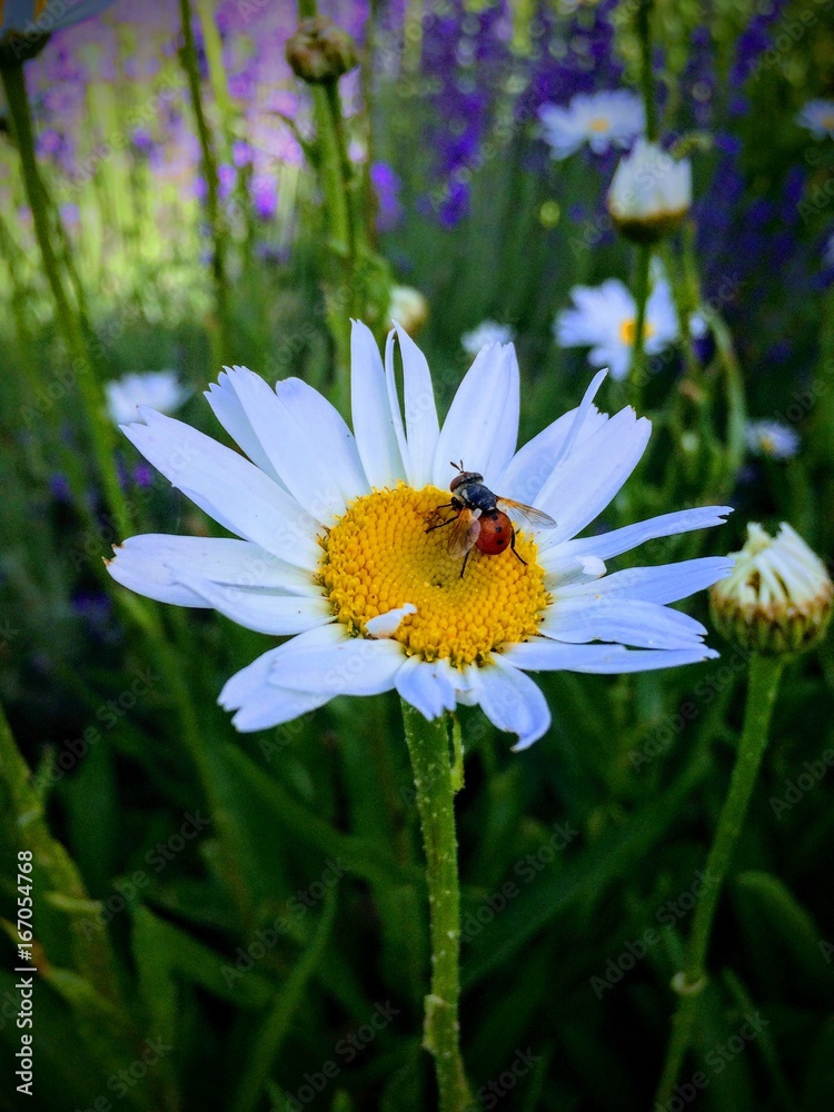 Odd looking Fly with a Red Butt with black dots collecting nectar and pollen from white and yellow daisy in cottage Garden in Utah Mountains