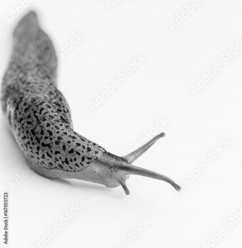 Glamour Shots of Slug