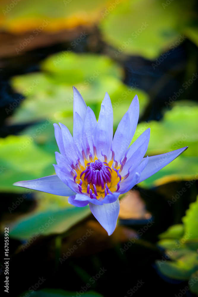 Lotus flower, Beautiful water lily. Lotus flower, Beautiful water lily.