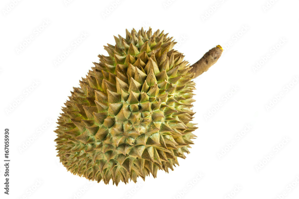 Fresh durian on white background, Durian mon thong is king of fruits. Fresh durian on white background, Durian mon thong is king of fruits.