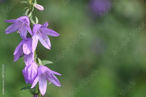 Lilac flowers bells on a bright sunny day © Оксана Скиданова