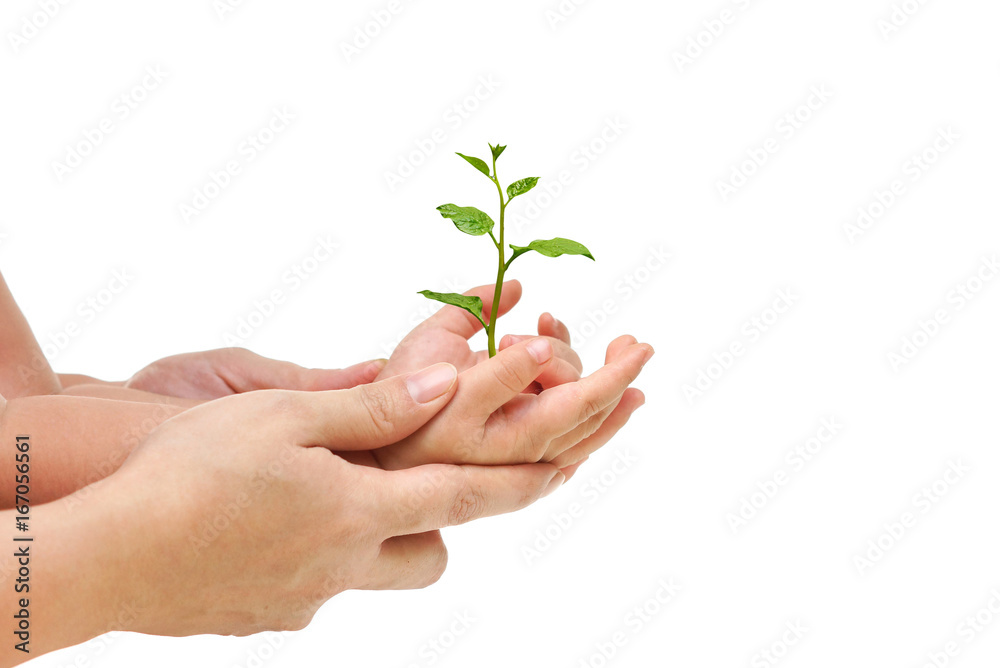 Mother and baby holding a young green plant together / Love and protect nature concept Mother and baby holding a young green plant together / Love and protect nature concept