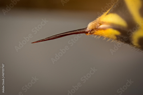 Sting of wasp