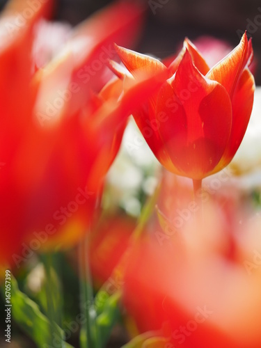Tulip