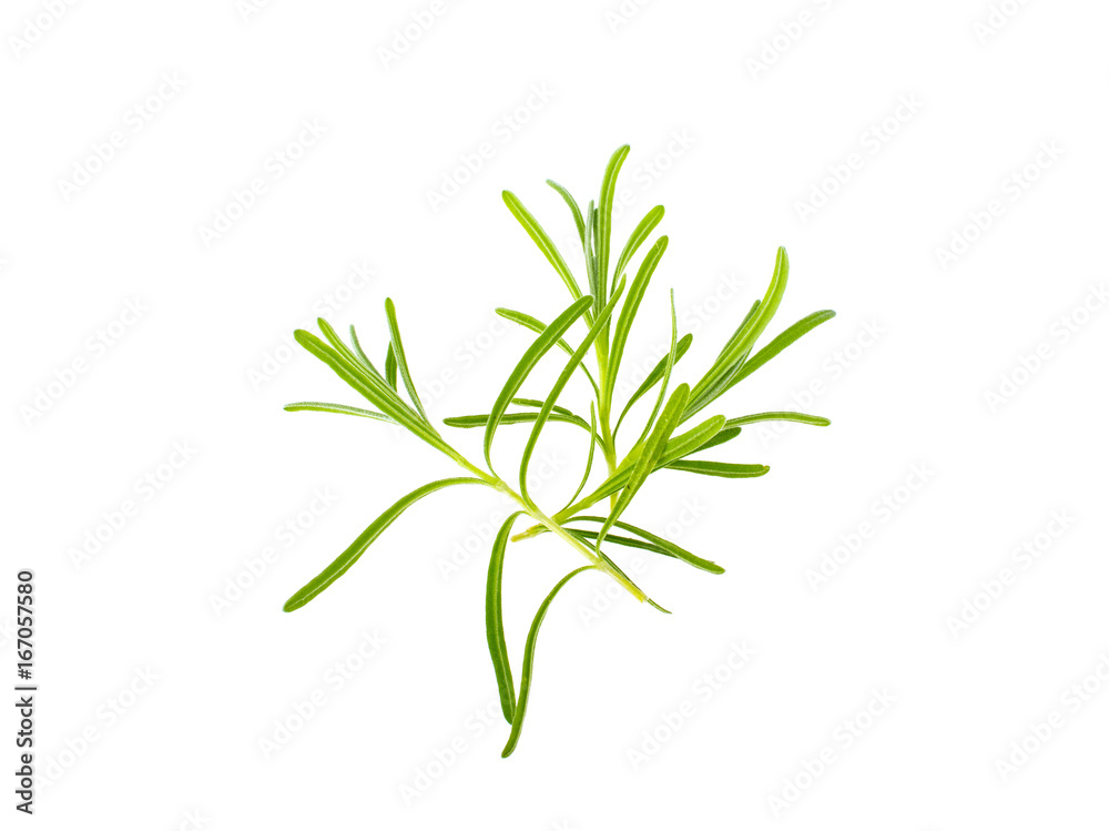 Obraz premium Rosemary on white background