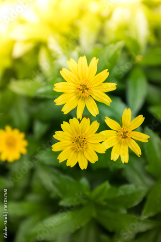 Wild Yellow Flowers Shining by the Sun