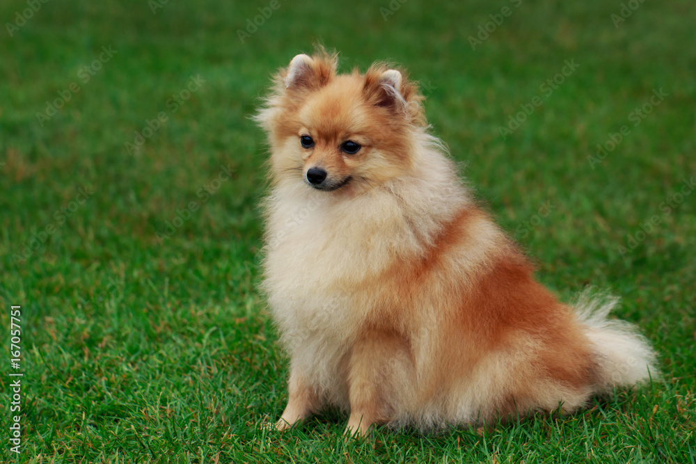 the dog breed pomeranian spitz the dog breed pomeranian spitz