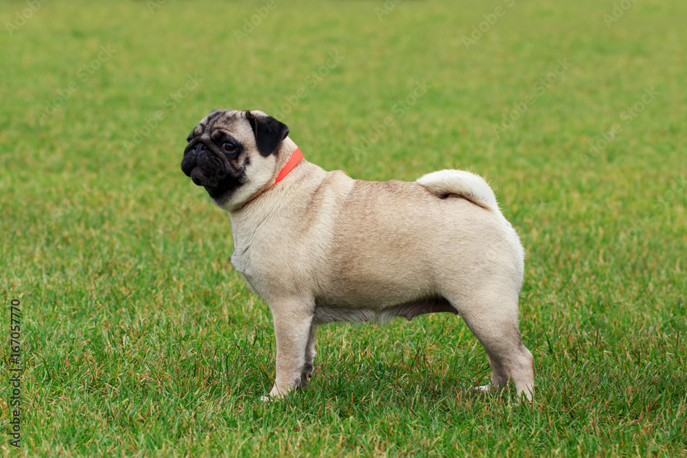 pug dog breed pug dog breed