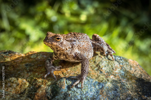 Amphibian, Common British Toad / Frog