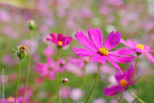 cosmos flowers pink color garden background nature wallpaper blossom blooming colorful meadow  wall plant vintage sunlight botany light   