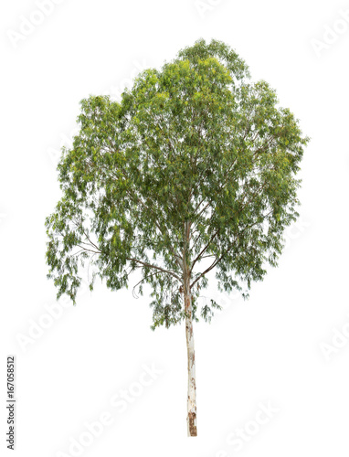 Isolated eucalyptus tree on white background