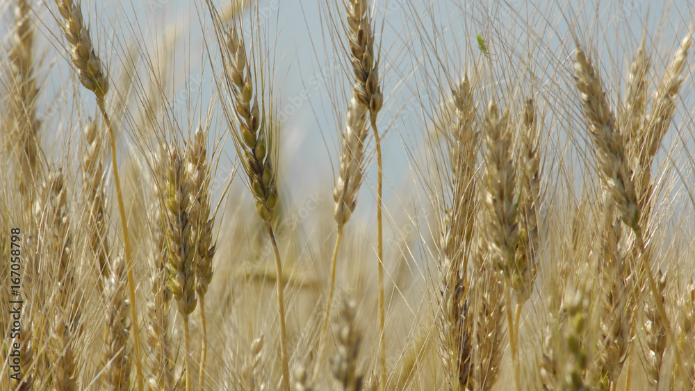 Fototapeta premium 大麦畑