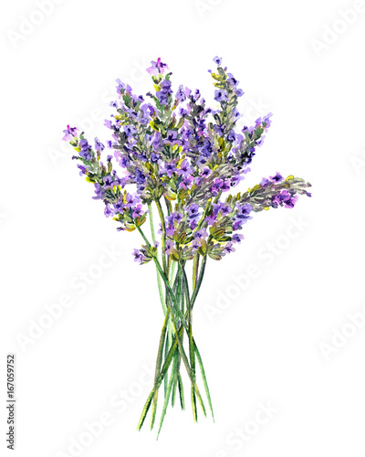 Fototapeta Naklejka Na Ścianę i Meble -  Lavender flowers bunch. Watercolor