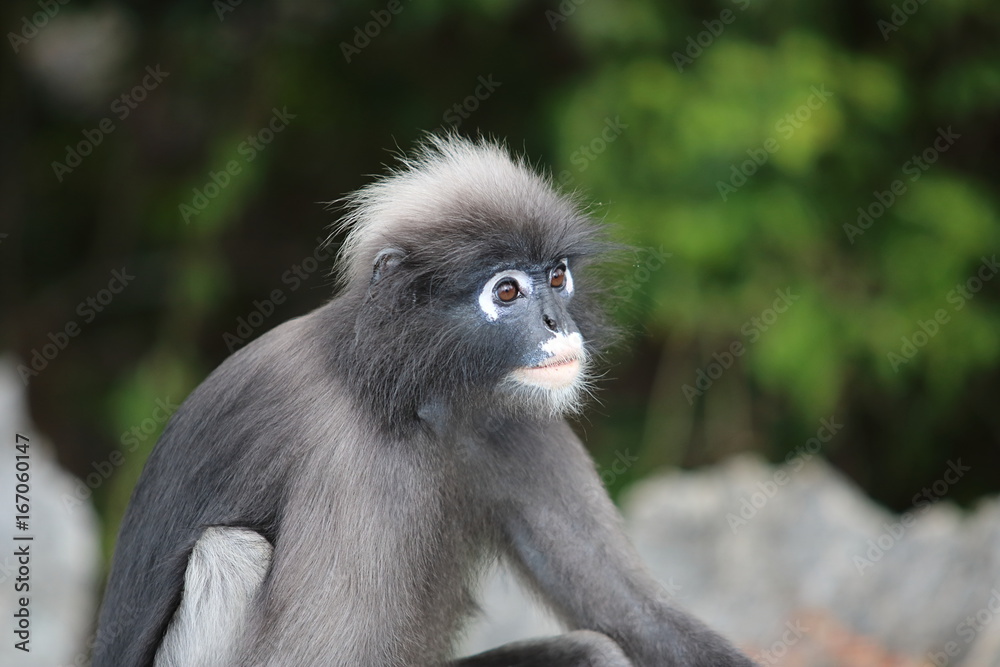 Wild dusky leaf monkey or Trachypithecus obscurus on blurred nature background.