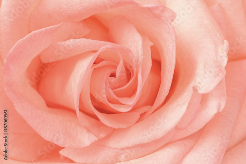 Beautiful pink rose close-up. Macro photo, floral background. © Artemy Sobov