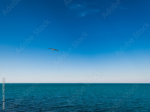 Gulls over the sea