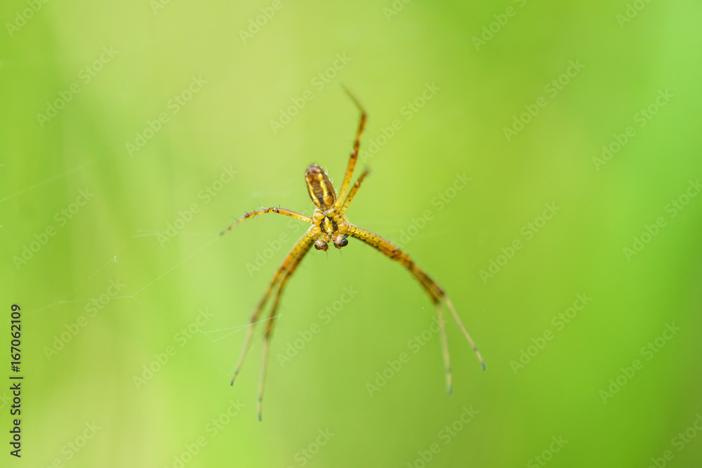 Zebraspinne, Argiope bruennichii, männlich im Netz Zebraspinne, Argiope bruennichii, männlich im Netz