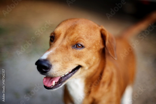 Portrait of a cute brown dog.