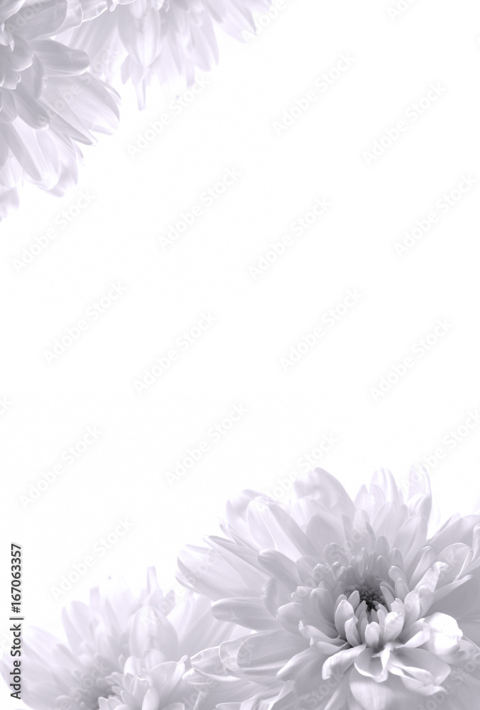 Fototapeta premium 菊の花 白バック