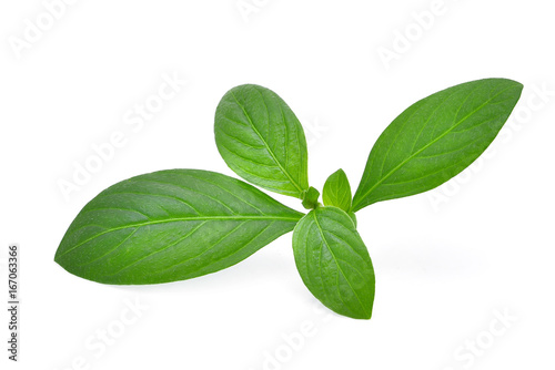 weed green leaves isolated on white background