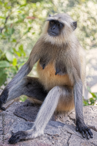 Gray Langur Monkey  Presbytis entellus near Rajastan India