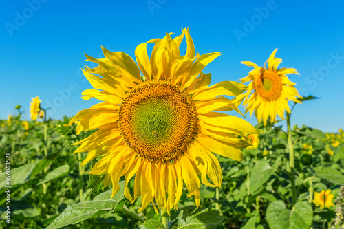 Yellow field of sunflowers